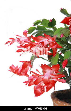 Schlumbergera Blume in einem Topf auf einem weißen Hintergrund, close-up; Stockfoto