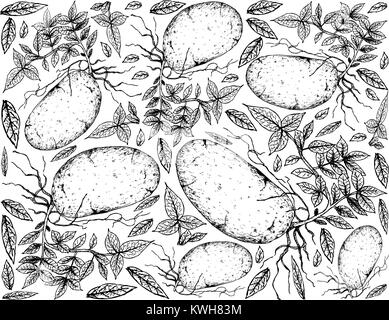 Root und knötchenförmige Gemüse, Illustration Hand gezeichnete Skizze von Kartoffeln isoliert auf weißem Hintergrund. Stock Vektor