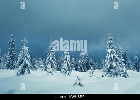 Schnee bedeckten Kiefernwald nach Schnee Sturm Stockfoto