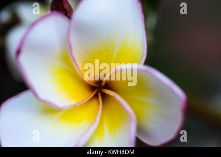 Closeup blühenden Plumeria mit unscharfen Hintergrund Stockfoto