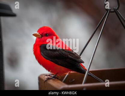 Ein einsames Männchen Scarlet Tanager, Piranga olivacea, ist auf der Startseite der Plattform des Schrägförderers thront. Diese Songbird ist bekannt für seine leuchtend roten Gefieder und Stockfoto