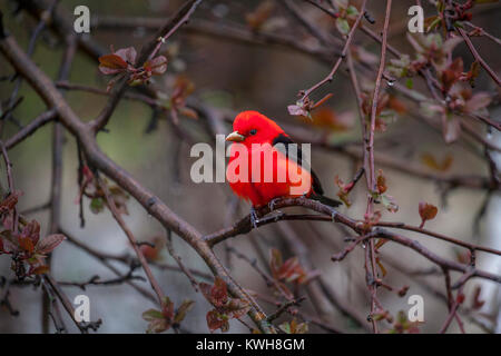 Erwachsene Männchen Scarlet Tanager, Piranga olivacea, in einem Apfelbaum gelegen, ist bekannt für seine leuchtend roten Gefieder und Jet Black Wings. Stockfoto