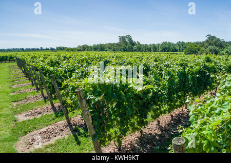 Weinberg der Trauben in der Canelones in Uruguay, Uruguay Wein. Stockfoto