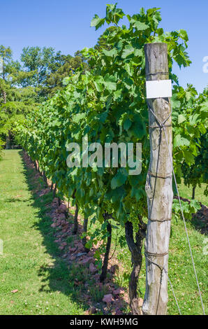 Weinberg der Trauben in der Canelones in Uruguay, Uruguay Wein. Stockfoto