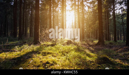 Sunrise Deep in the woods Stockfoto