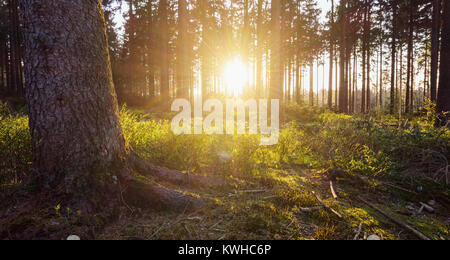 Sonnenlicht in den grünen Wald Stockfoto