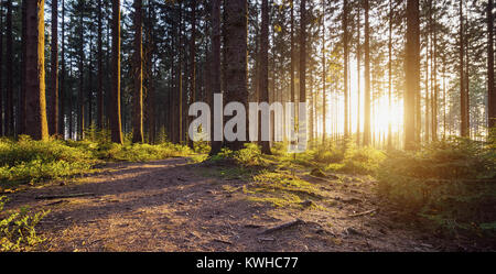 Wanderweg in den Wald Stockfoto