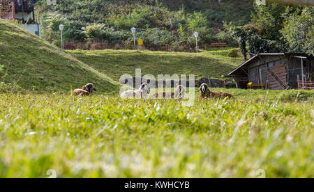 Eine kleine Herde Schafe auf der Wiese hinter dem Zaun in der Steiermark, Österreich. Stockfoto