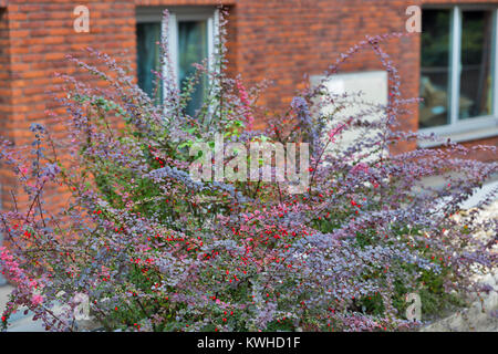 Helle Herbst rote Früchte der gemeinsamen Berberitze in Bratislava, Slowakei. Stockfoto