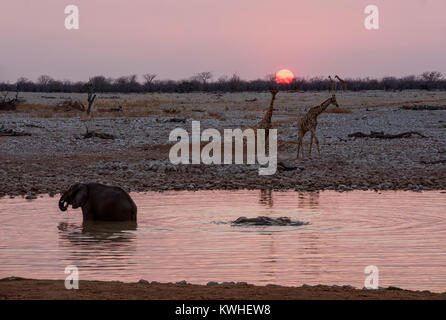 Elefanten in ein Wasserloch bei Sonnenuntergang Stockfoto