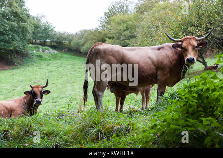 Braun Kuh misstrauisch, während ein Kalb füttern Stockfoto