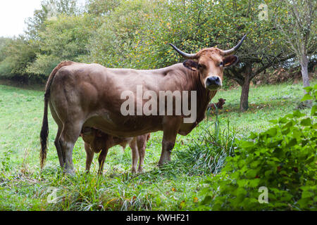 Braun Kuh misstrauisch, während ein Kalb füttern Stockfoto
