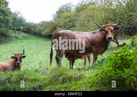 Braun Kuh misstrauisch, während ein Kalb füttern Stockfoto
