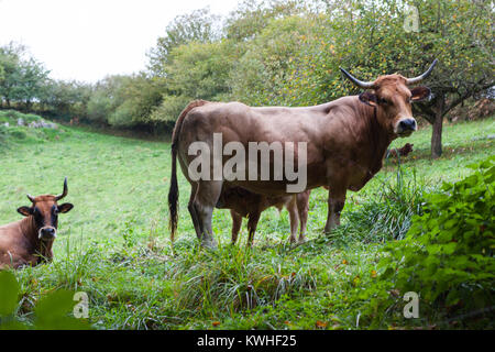 Braun Kuh misstrauisch, während ein Kalb füttern Stockfoto