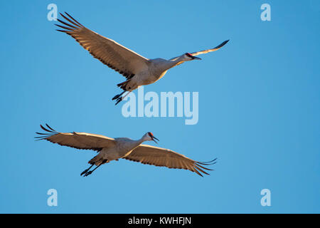 Mehr Kanadakraniche (Grus canadensis tabida), im Flug. Bernardo Wasservögel, Socorro Co., New York, USA. Stockfoto