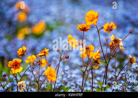 Geum chilolense ' Dolly North ', Myosotis, Flowers Bokeh Stockfoto