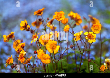 Orange Geum chilolense ' Dolly North ', Myosotis, Blütenbokeh Stockfoto