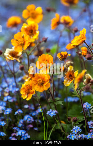 Orange geum chilolense " Dolly North ", Myosotis, blauer orangefarbener Blumenrand Stockfoto