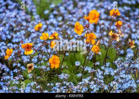 Orange geum chilolense ' Dolly North ', Myosotis Stockfoto