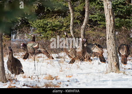 Wilde Truthähne nahrungssuche unter Pinien, Bar Harbor, Maine Stockfoto