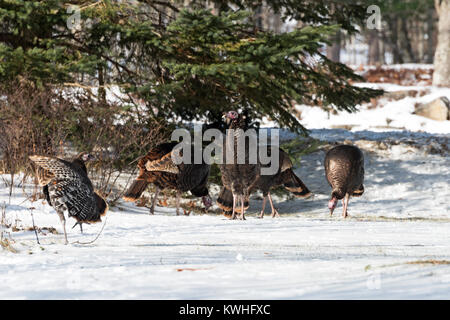 Wilde Truthähne nahrungssuche unter Pinien, Bar Harbor, Maine Stockfoto
