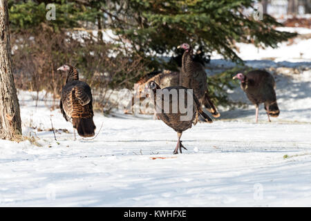 Wilde Truthähne nahrungssuche unter Pinien, Bar Harbor, Maine Stockfoto