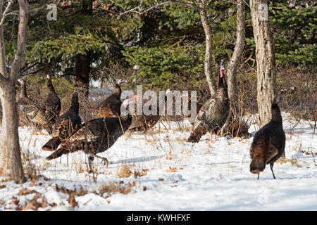 Wilde Truthähne nahrungssuche unter Pinien, Bar Harbor, Maine Stockfoto