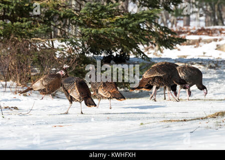 Wilde Truthähne nahrungssuche unter Pinien, Bar Harbor, Maine Stockfoto
