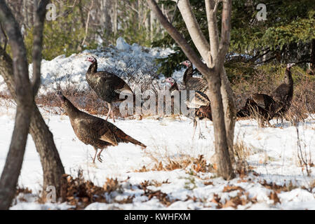 Wilde Truthähne nahrungssuche unter Pinien, Bar Harbor, Maine Stockfoto