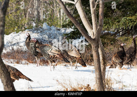 Wilde Truthähne nahrungssuche unter Pinien, Bar Harbor, Maine Stockfoto