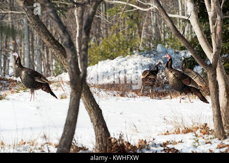 Wilde Truthähne nahrungssuche unter Pinien, Bar Harbor, Maine Stockfoto