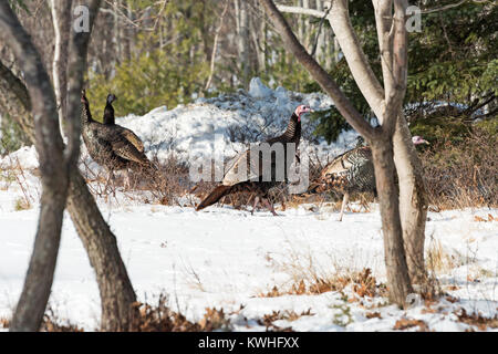 Wilde Truthähne nahrungssuche unter Pinien, Bar Harbor, Maine Stockfoto