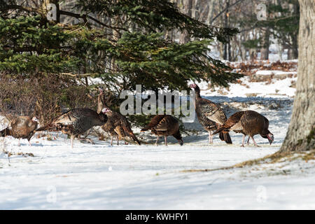 Wilde Truthähne nahrungssuche unter Pinien, Bar Harbor, Maine Stockfoto