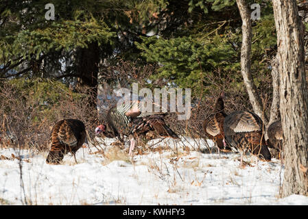 Wilde Truthähne nahrungssuche unter Pinien, Bar Harbor, Maine Stockfoto