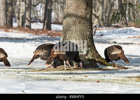 Wilde Truthähne nahrungssuche unter Pinien, Bar Harbor, Maine Stockfoto