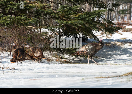 Wilde Truthähne nahrungssuche unter Pinien, Bar Harbor, Maine Stockfoto