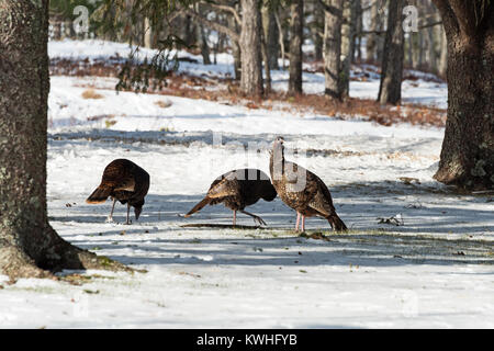 Wilde Truthähne nahrungssuche unter Pinien, Bar Harbor, Maine Stockfoto