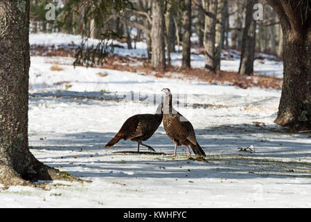 Wilde Truthähne nahrungssuche unter Pinien, Bar Harbor, Maine Stockfoto