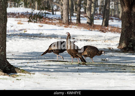 Wilde Truthähne nahrungssuche unter Pinien, Bar Harbor, Maine Stockfoto