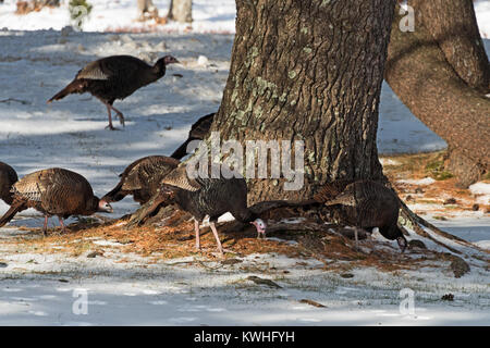 Wilde Truthähne nahrungssuche unter Pinien, Bar Harbor, Maine Stockfoto