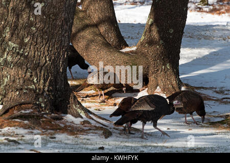 Wilde Truthähne nahrungssuche unter Pinien, Bar Harbor, Maine Stockfoto
