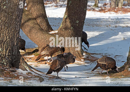 Wilde Truthähne nahrungssuche unter Pinien, Bar Harbor, Maine Stockfoto