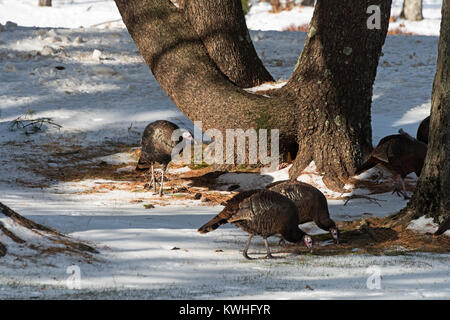 Wilde Truthähne nahrungssuche unter Pinien, Bar Harbor, Maine Stockfoto