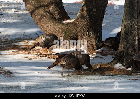 Wilde Truthähne nahrungssuche unter Pinien, Bar Harbor, Maine Stockfoto