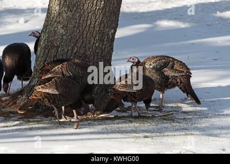 Wilde Truthähne nahrungssuche unter Pinien, Bar Harbor, Maine Stockfoto