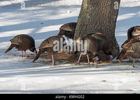 Wilde Truthähne nahrungssuche unter Pinien, Bar Harbor, Maine Stockfoto