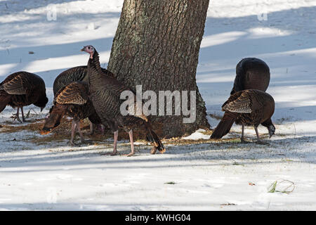 Wilde Truthähne nahrungssuche unter Pinien, Bar Harbor, Maine Stockfoto