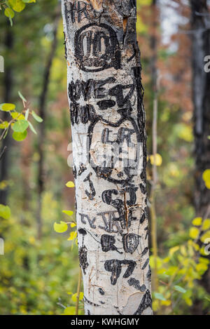 Romantische Herzen und Initialen in Rinde von Aspen in Colorado geschnitzt Stockfoto