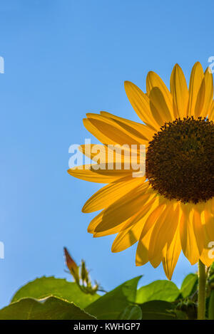 Nahaufnahme von einem einzigen Blütenkorbes in hellen Sommer Sonne Stockfoto