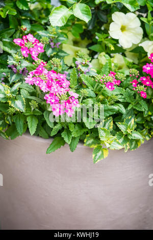 Schöne Blumen im Topf, in der Nähe Stockfoto